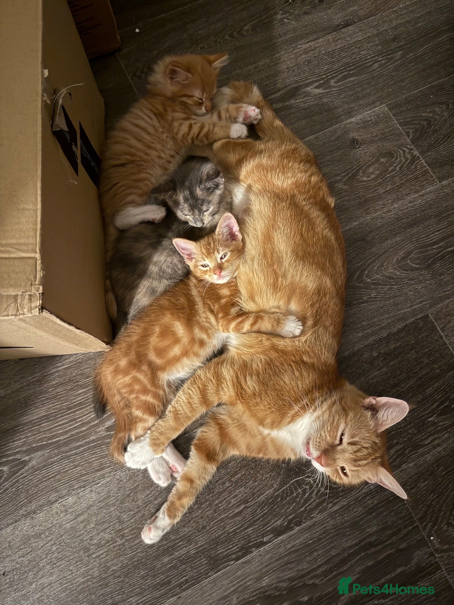 Mixed Breed cats Kittens for sale  - Advert 2