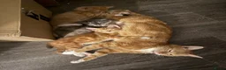 Mixed Breed cats for sale: Kittens for sale  - Advert 1
