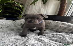 Staffordshire Bull Terrier dogs for sale: 🔷 Pharaon Champion Line Pups 🔷 in Wolverhampton - Image 22