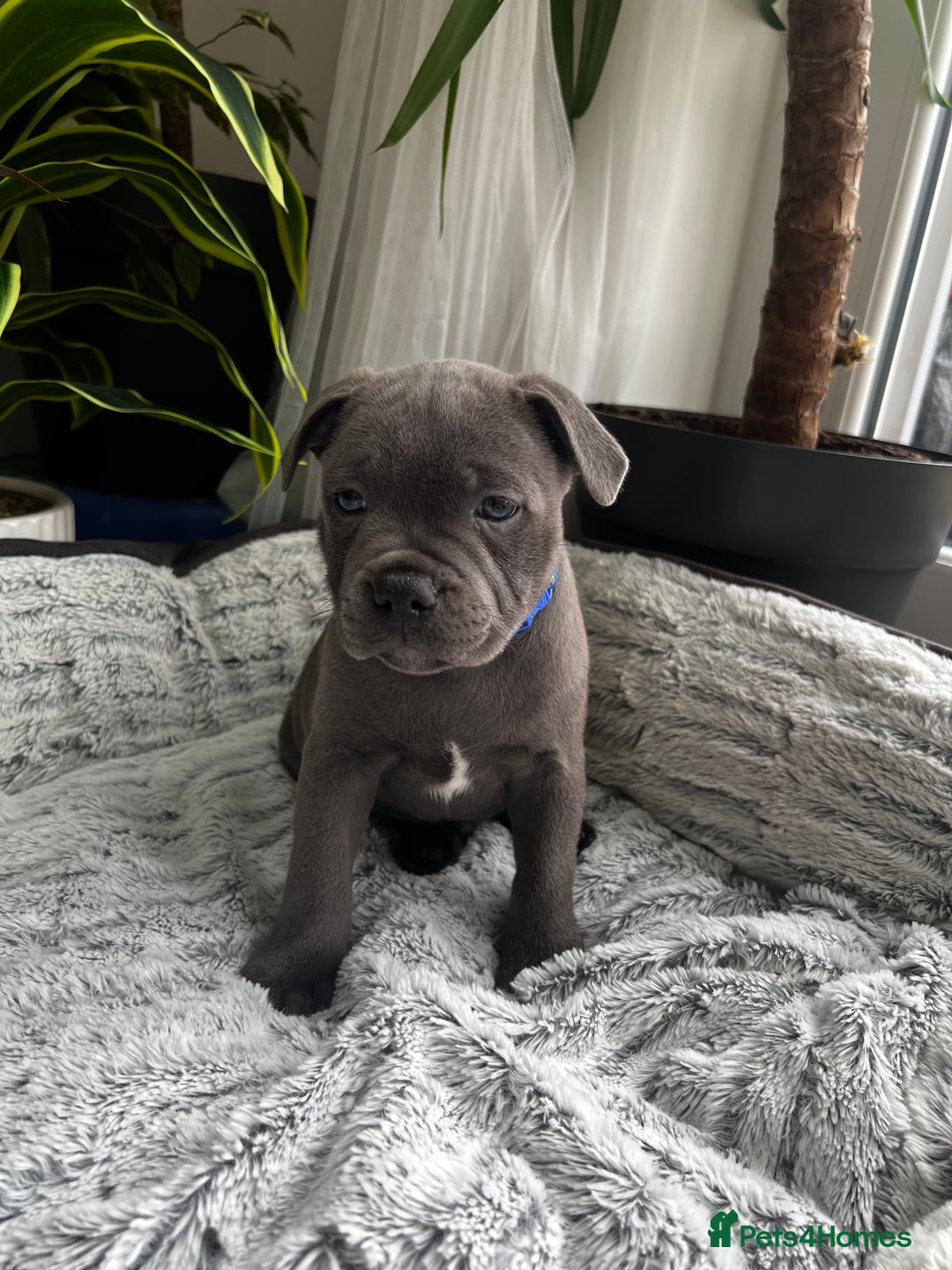 Staffordshire Bull Terrier dogs for sale: 🔷 Pharaon Champion Line Pups 🔷 in Wolverhampton - Image 22