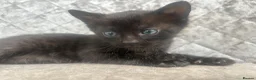 Bengal cats for sale: Gorgeous litter of TICA registered bengal kittens  - Advert 28