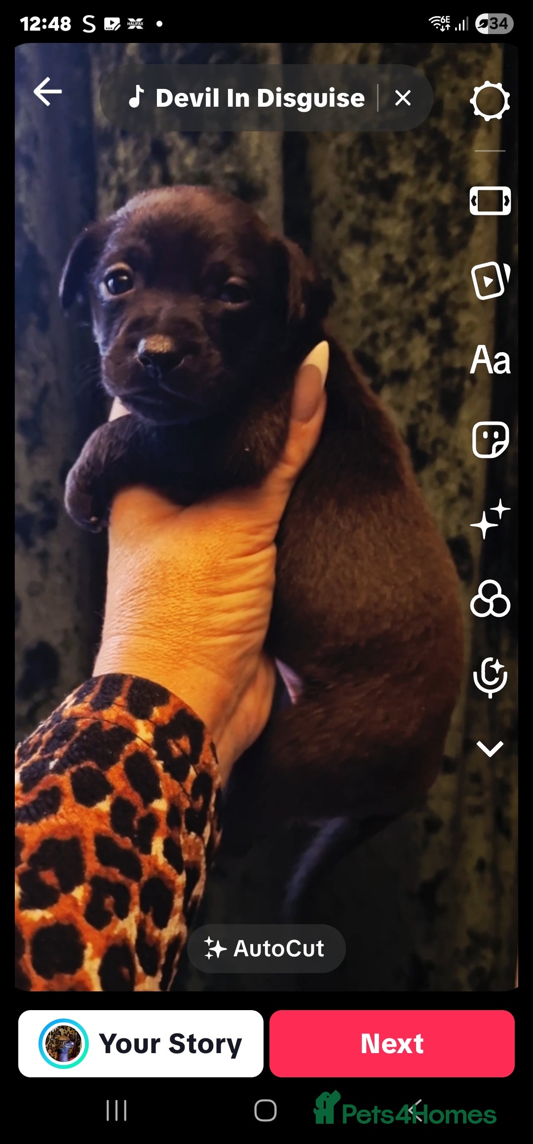 Mexican Hairless dogs for sale: 2 mini girls 2 coated boys - Advert 25