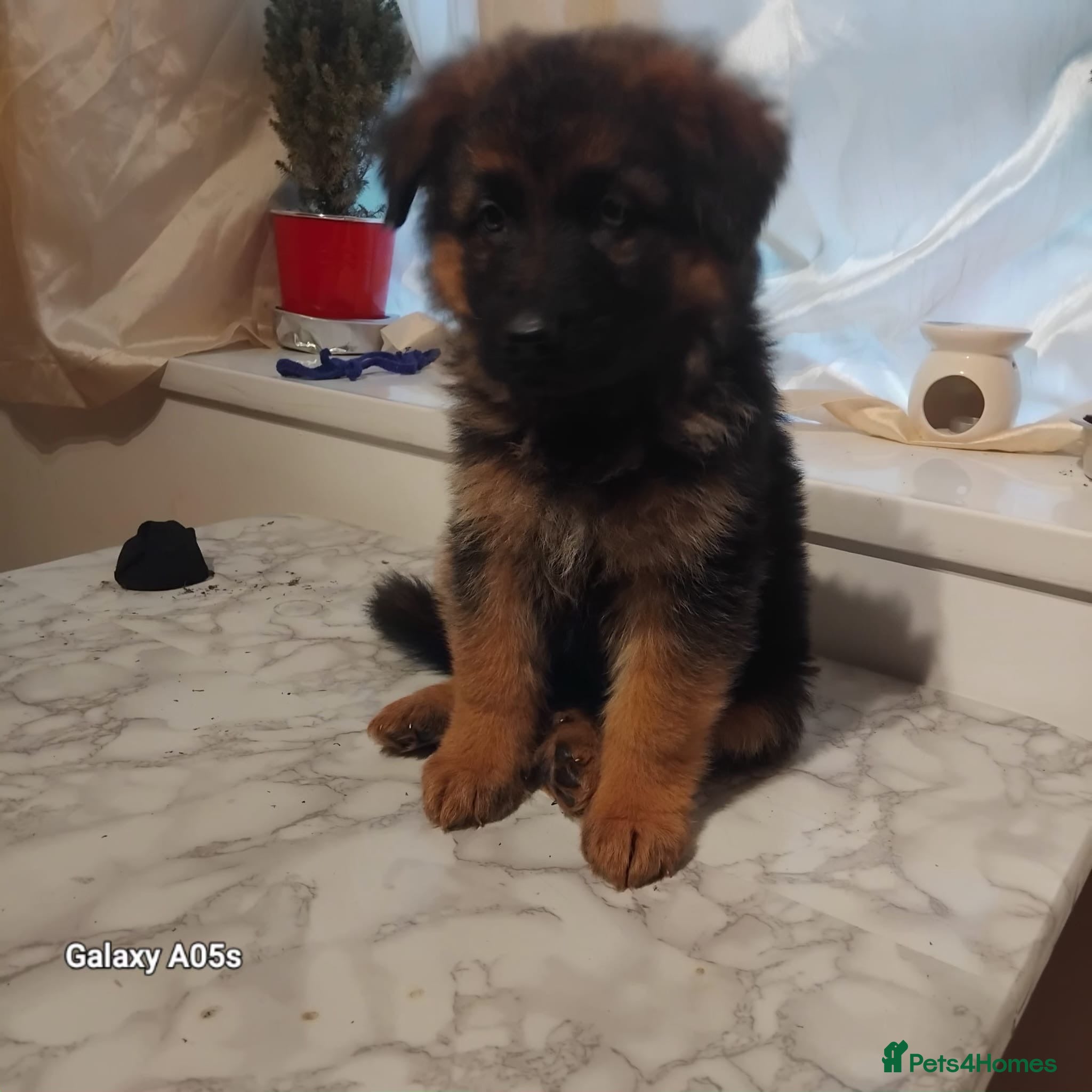 German Shepherd dogs Charming german shepherd puppy - Advert 2