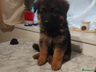 German Shepherd dogs Charming german shepherd puppy - Advert 2