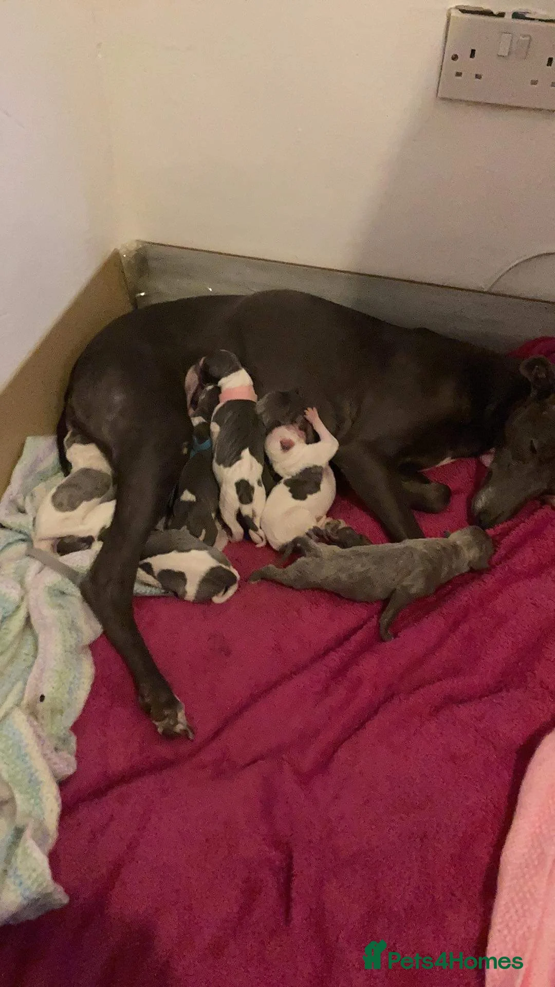 Whippet dogs for stud: 2 KC whippet for stud,both heart tested clear in Bishop Auckland - Advert 14