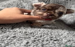 Chihuahua dogs for sale: Last Boy- Chihuahua Longhair Blue Eye Merle Boy - Image 12