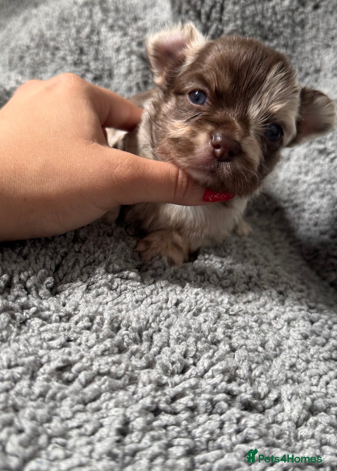 Chihuahua dogs for sale: Last Boy- Chihuahua Longhair Blue Eye Merle Boy - Image 12