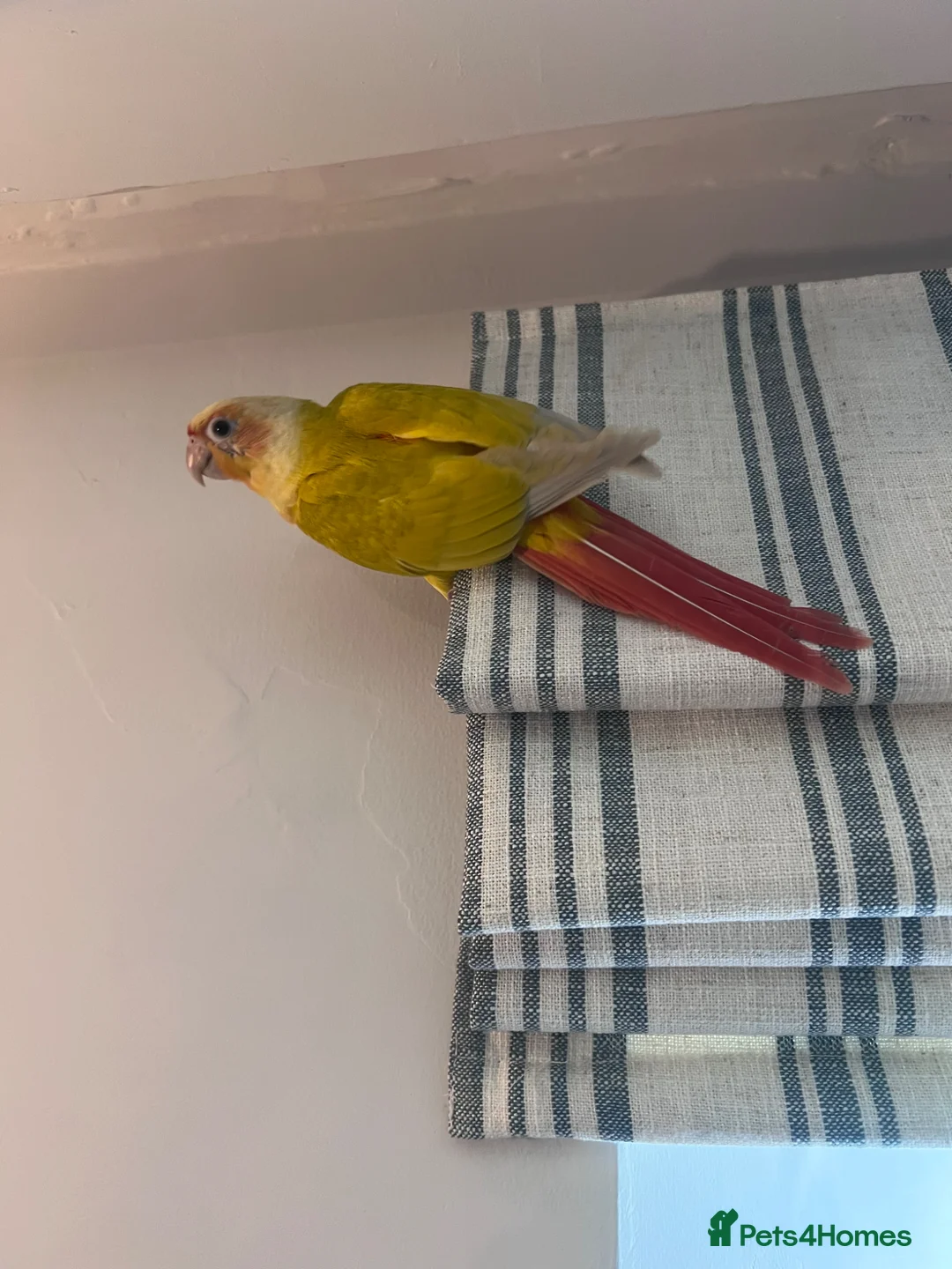 Conures birds for sale: Two DNA tested male Green Cheek Conures. Brothers. - Advert 7