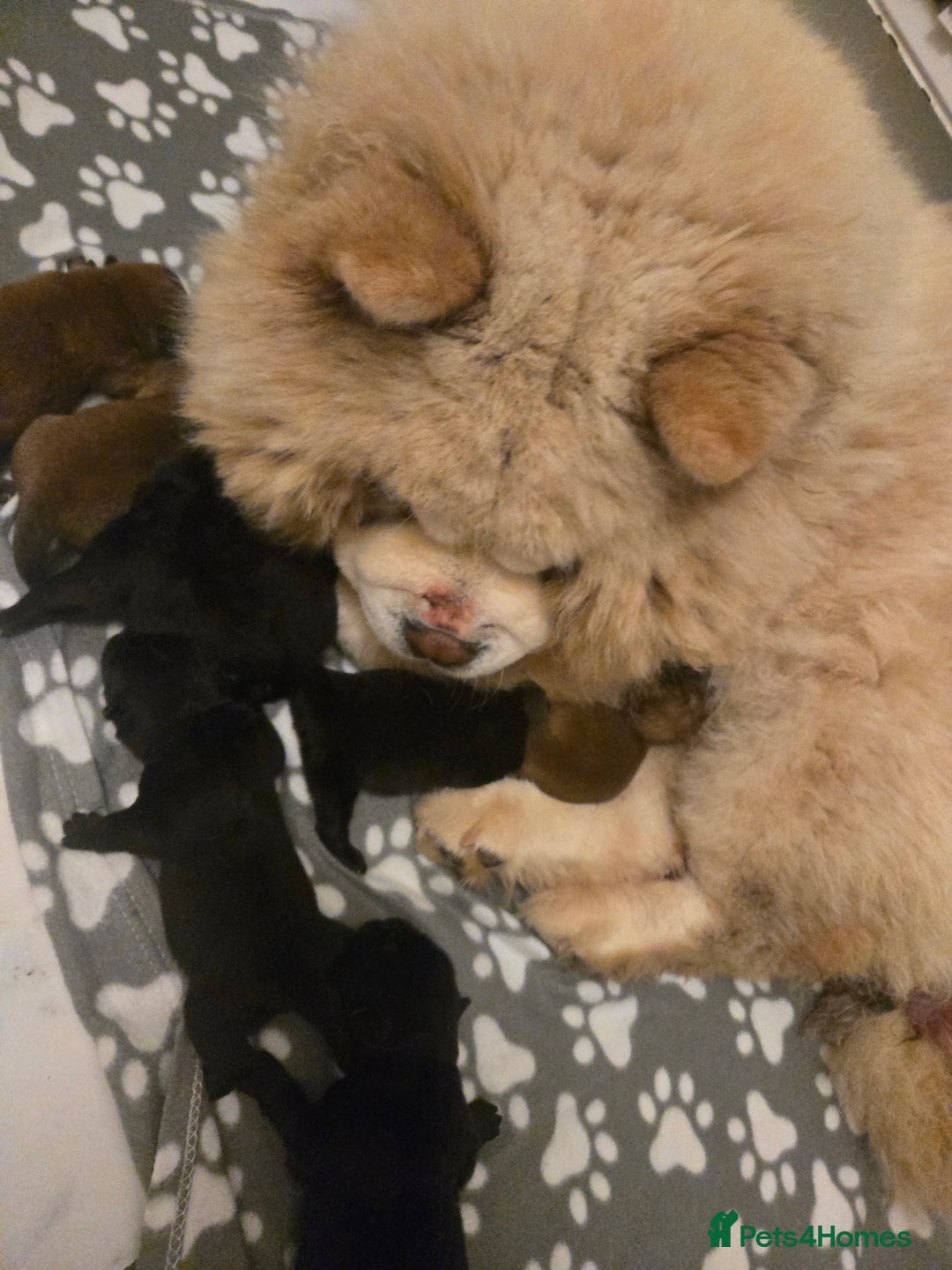 Chow Chow dogs for sale: Ready leave 23/12/2025 chocolate carrier CHOW CHOW - Advert 10