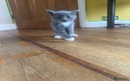 Mixed Breed cats for sale: Stunning litter of 4 - Image 3