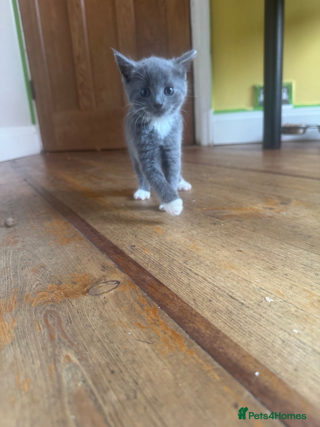 Mixed Breed cats for sale: Stunning litter of 4 - Image 3