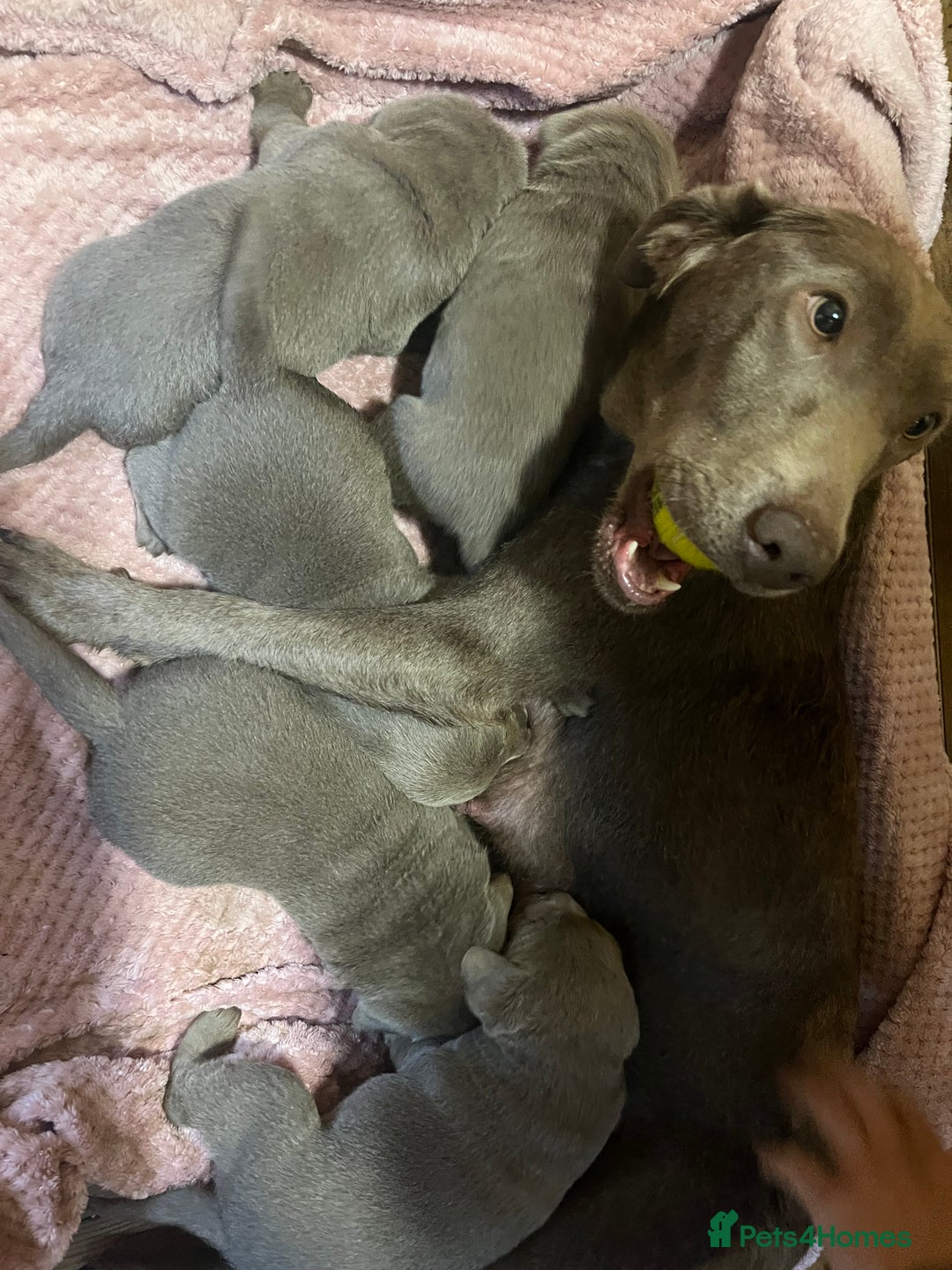 Labrador Retriever dogs for sale: Silver Labrador puppy’s  - Image 12
