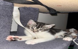 Bengal cats for sale: Half Bengal Kittens - Image 26