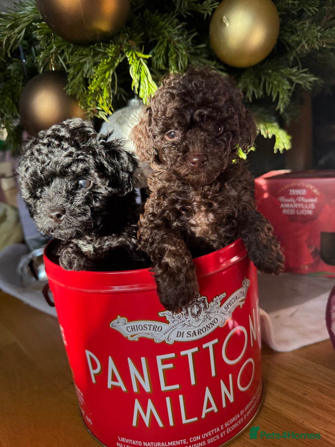 Toy Poodle dogs for sale: 3 adorable toy poodles. Multicoloured, check des. - Advert 17