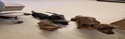 Miniature Dachshund dogs for sale: Miniature chocolate dapple black tan dachshund - Advert 10