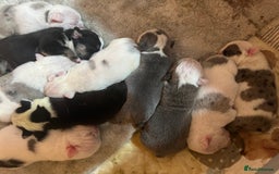 English Bulldog dogs for sale: 🌟 health tested parents 🌟 - Image 22