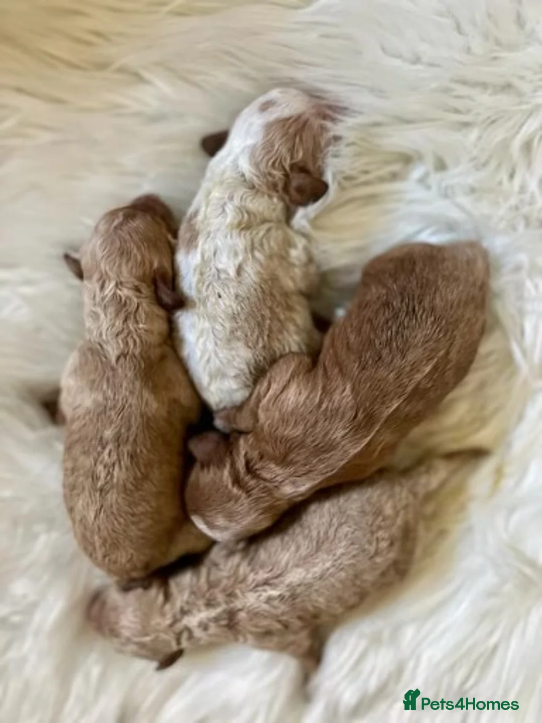 Cavapoo dogs for stud: F1 PROVEN Toy Cavapoo DNA Clear stud in Stafford - Advert 31