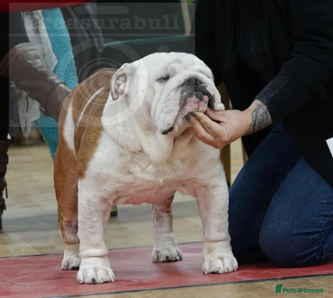 English Bulldog dogs for stud: TRUE TO TYPE - STANDARD - At Stud  in Ilkeston - Advert 14