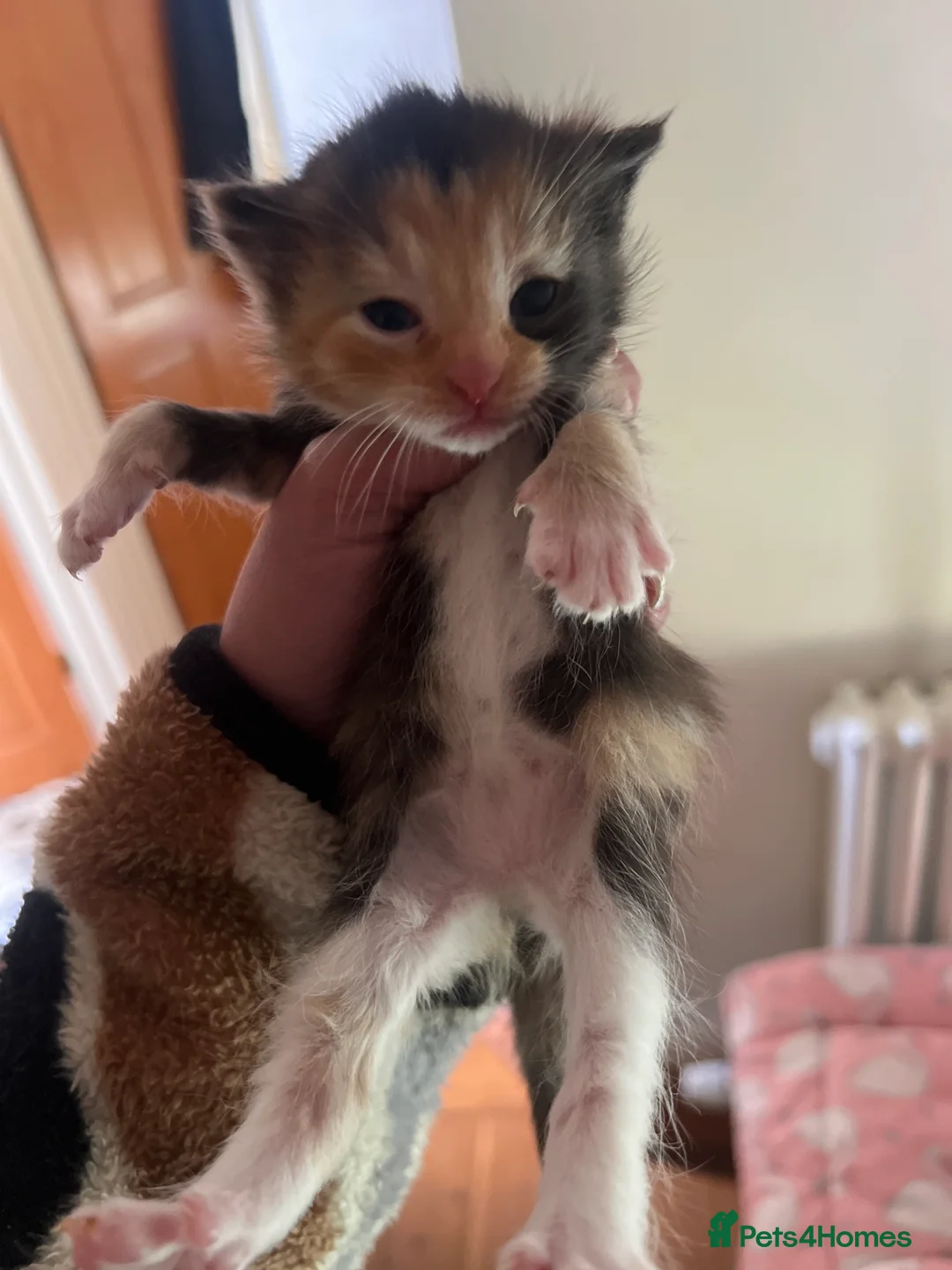 Mixed Breed cats for sale: Kittens - Advert 2