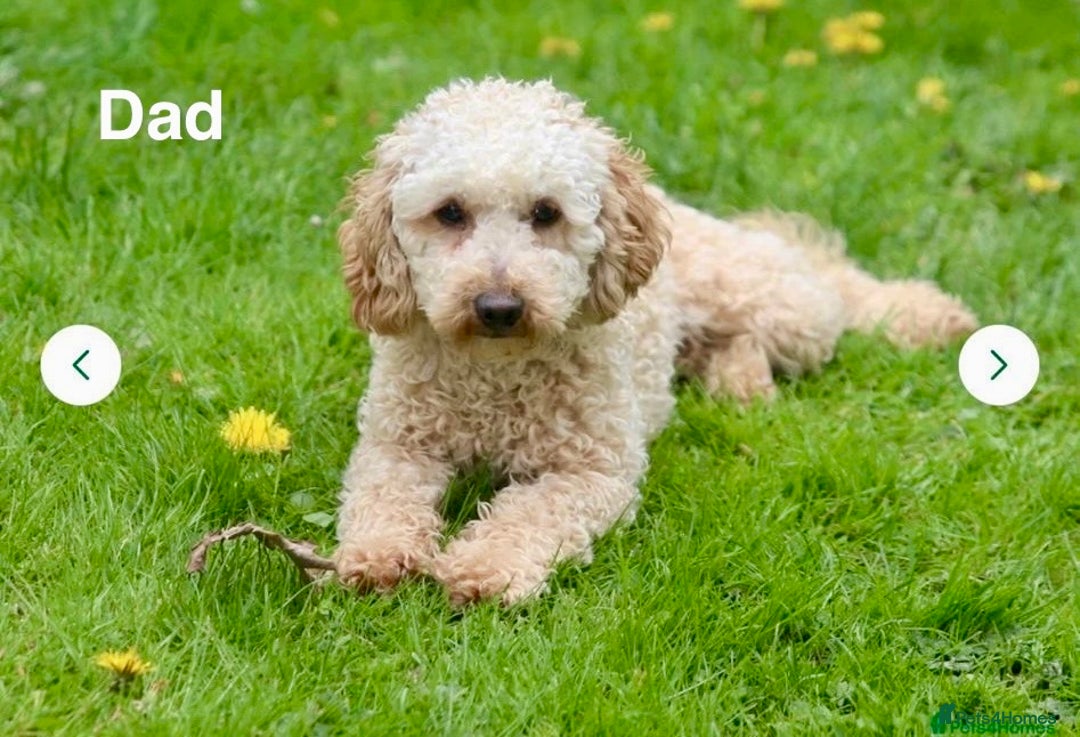 Cockapoo dogs for sale: Beautiful F1B cockapoo puppies  - Image 10