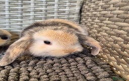 Mini Lop rabbits for sale: Mini Lop Baby Bunnies  - Image 5
