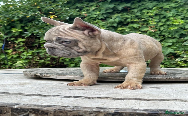 French Bulldog dogs in Bexley - Advert 15