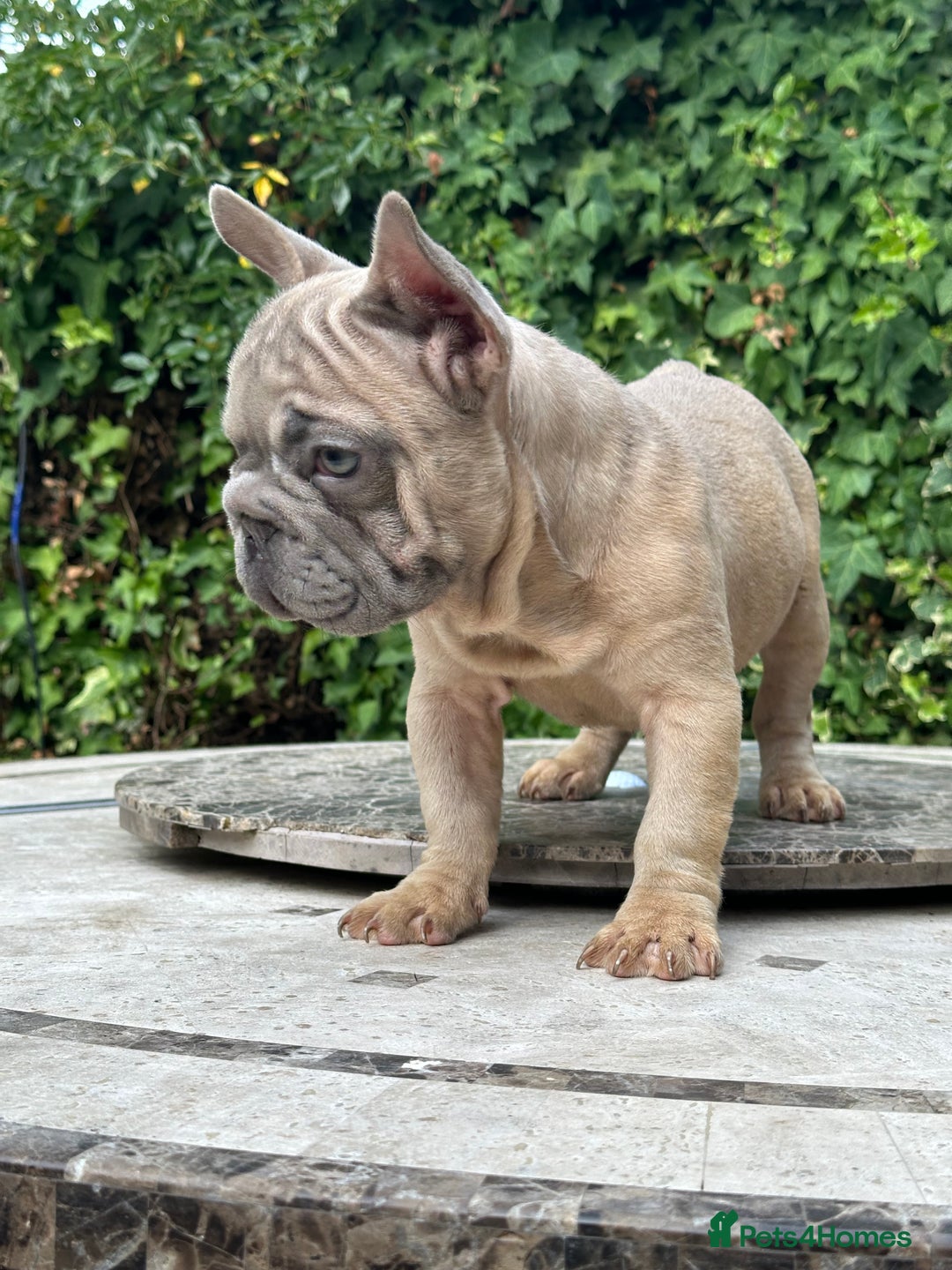 French Bulldog dogs for sale: HIGHEST QUALITY AVAILABLE  in Bexley - Image 2