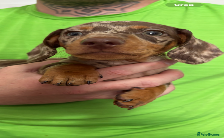 Miniature Dachshund dogs - Advert 3