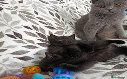 British Shorthair cats for sale: Beautiful kittens - Image 2