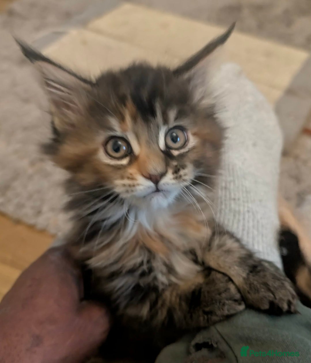 Maine Coon cats for sale: Stunning maine coon kittens  - Advert 9