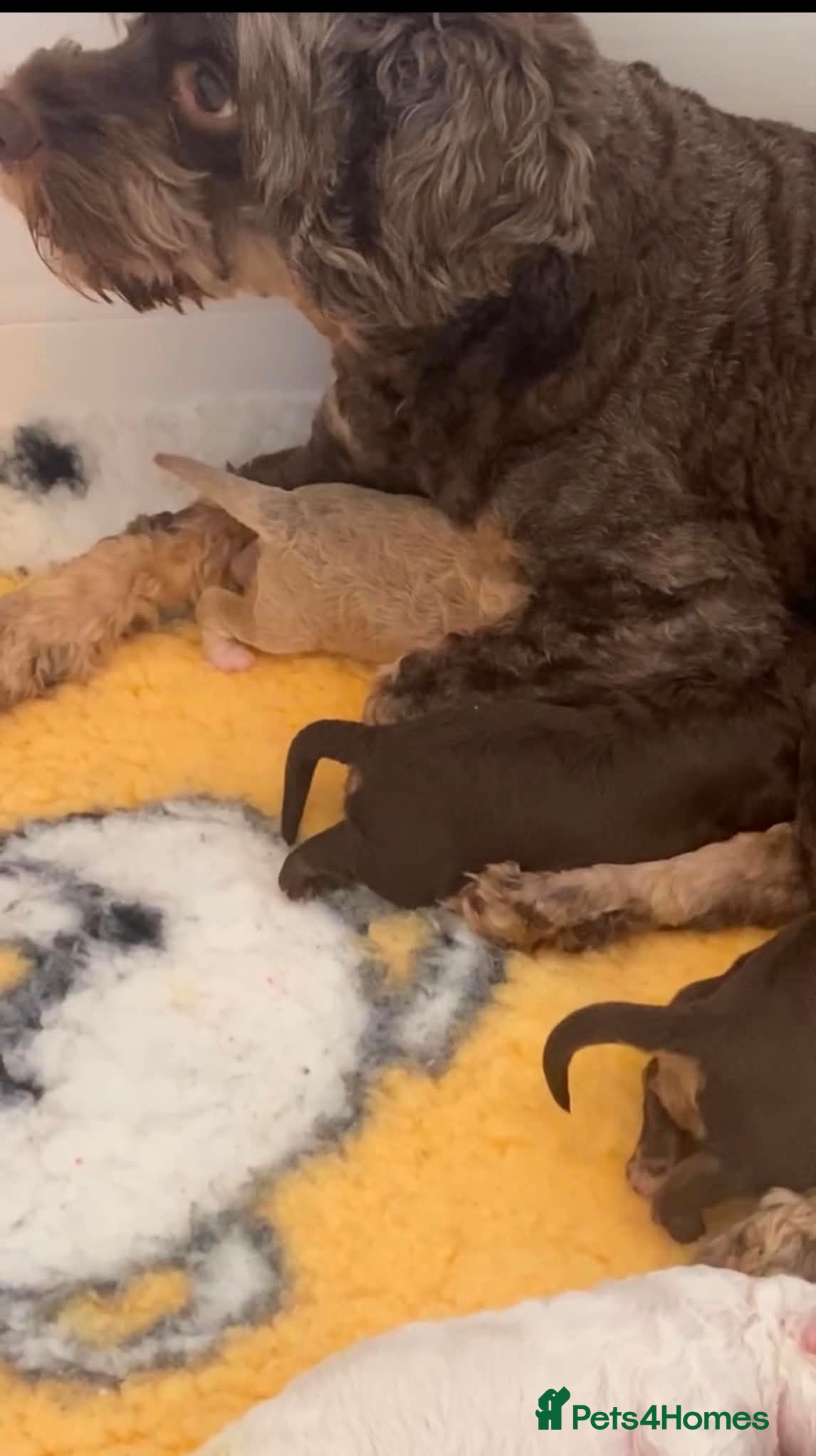 Cockapoo dogs Home Raised American Cockapoo Babies  - Advert 2