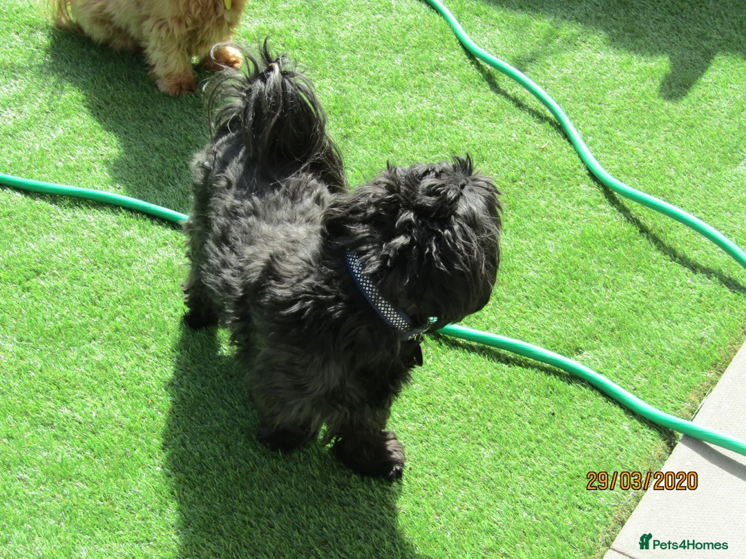 Shih Tzu dogs for stud: Bailey for stud in Spalding - Advert 30