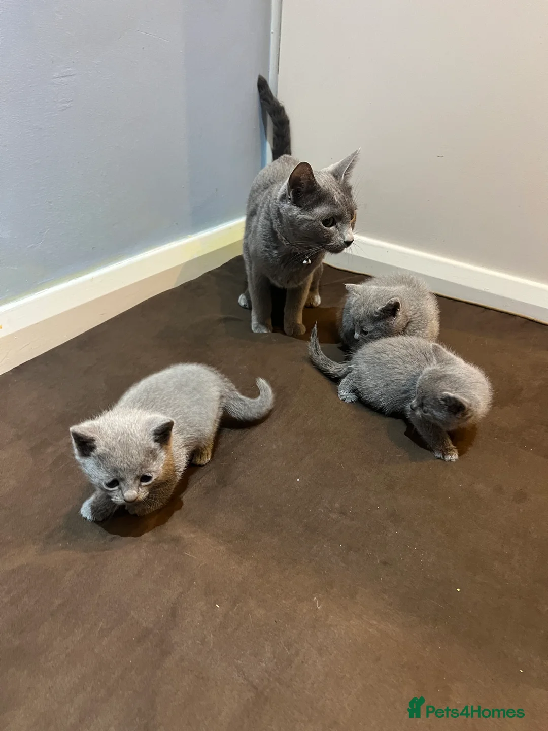 Russian Blue cats for sale: Adorable Russian blue kitten champion bloodline - Advert 2