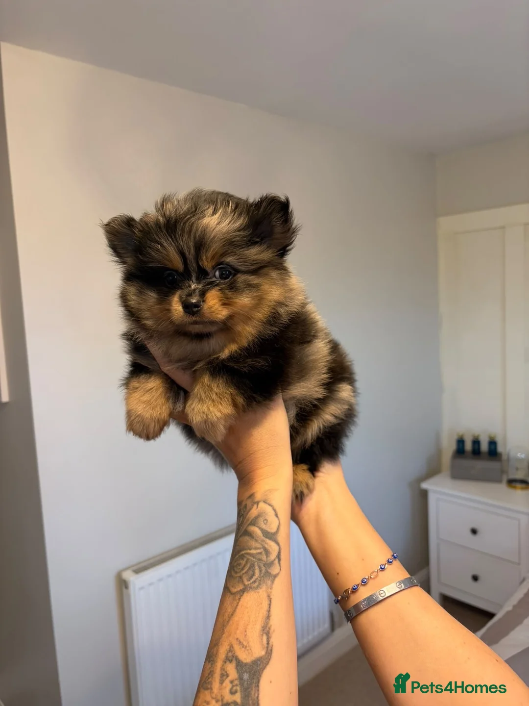 Pomeranian dogs for sale: Miniature Pomeranian Puppys in Redditch - Advert 2
