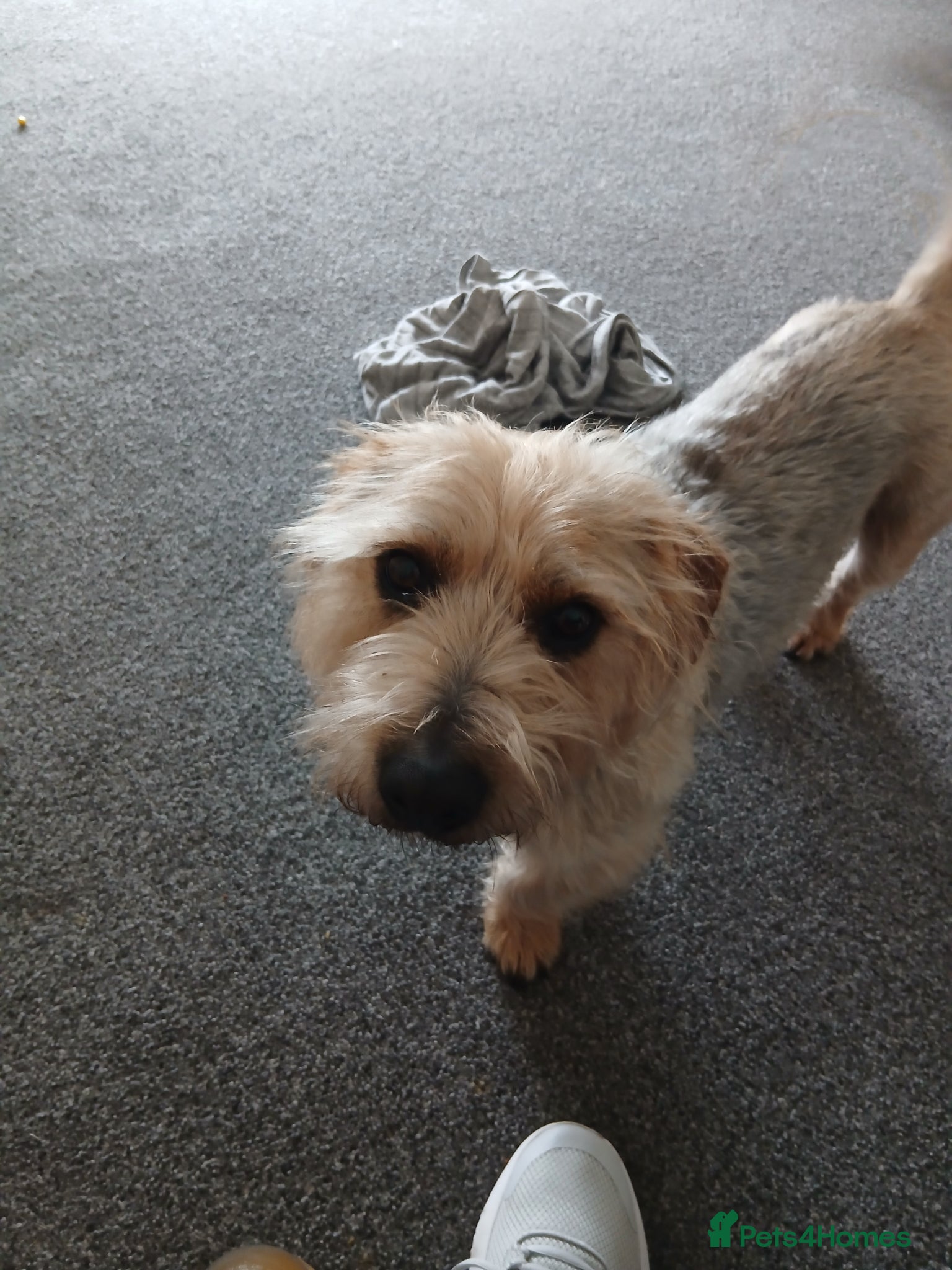 Jackshund dogs 4 years old rocco - Advert 5