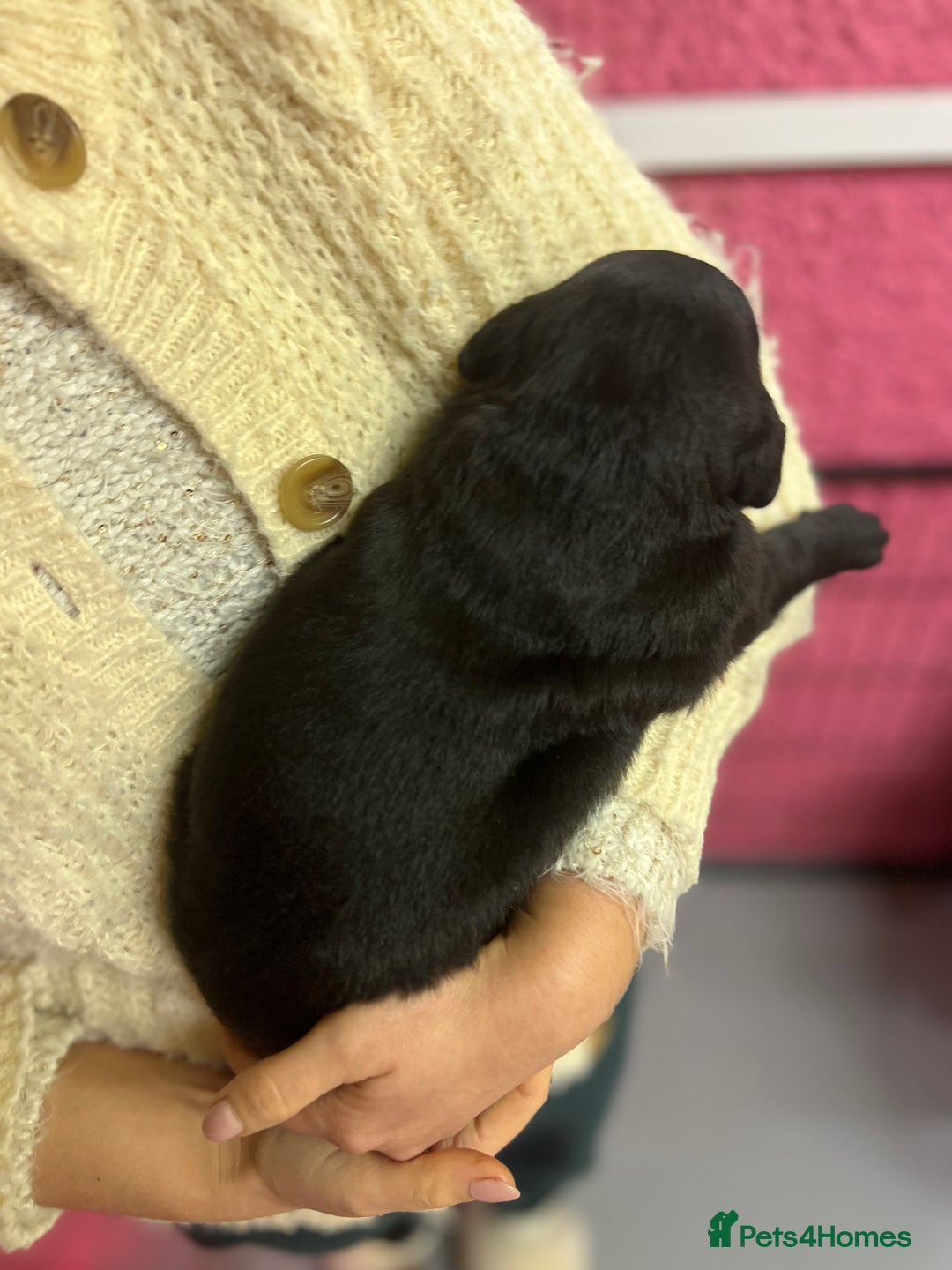 Labrador Retriever dogs for sale: KC Registered Royal Bloodline Puppies - Advert 13