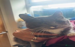 Russian Blue cats for sale: Black&white BOY £80 and black&white£50 in Leicester - Image 3