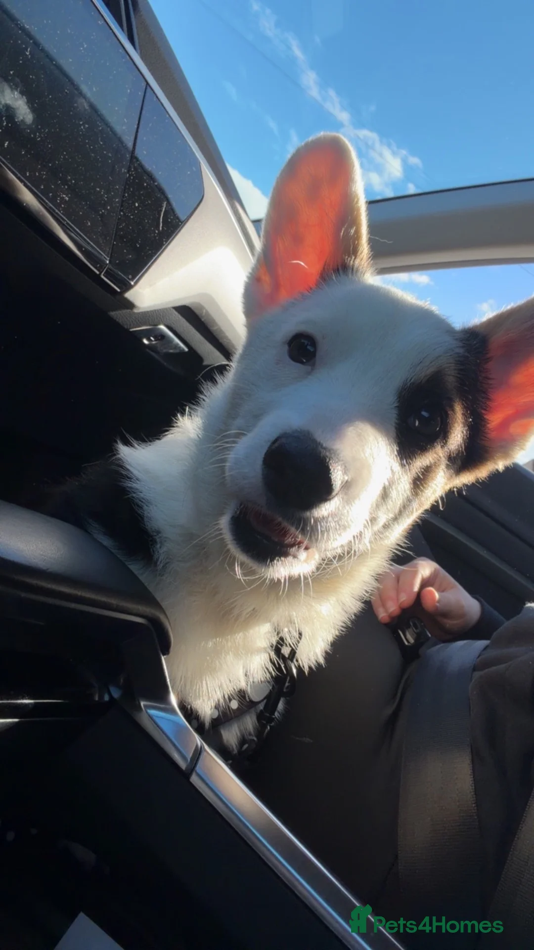 Welsh Corgi Pembroke dogs for sale: Welsh pembrook corgi - Advert 7