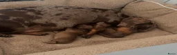 Miniature Dachshund dogs for sale: Ready now only two left had all vacs ready too go  - Advert 23