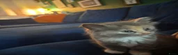 Mixed Breed cats for sale: Kittens of Maine Coon and Chartreux crosses in Portsmouth - Advert 5