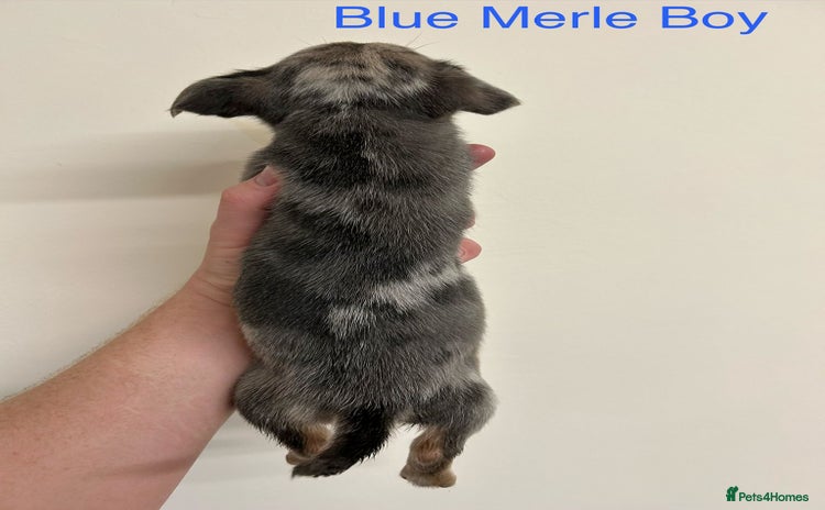 Jack Russell dogs - Advert 4