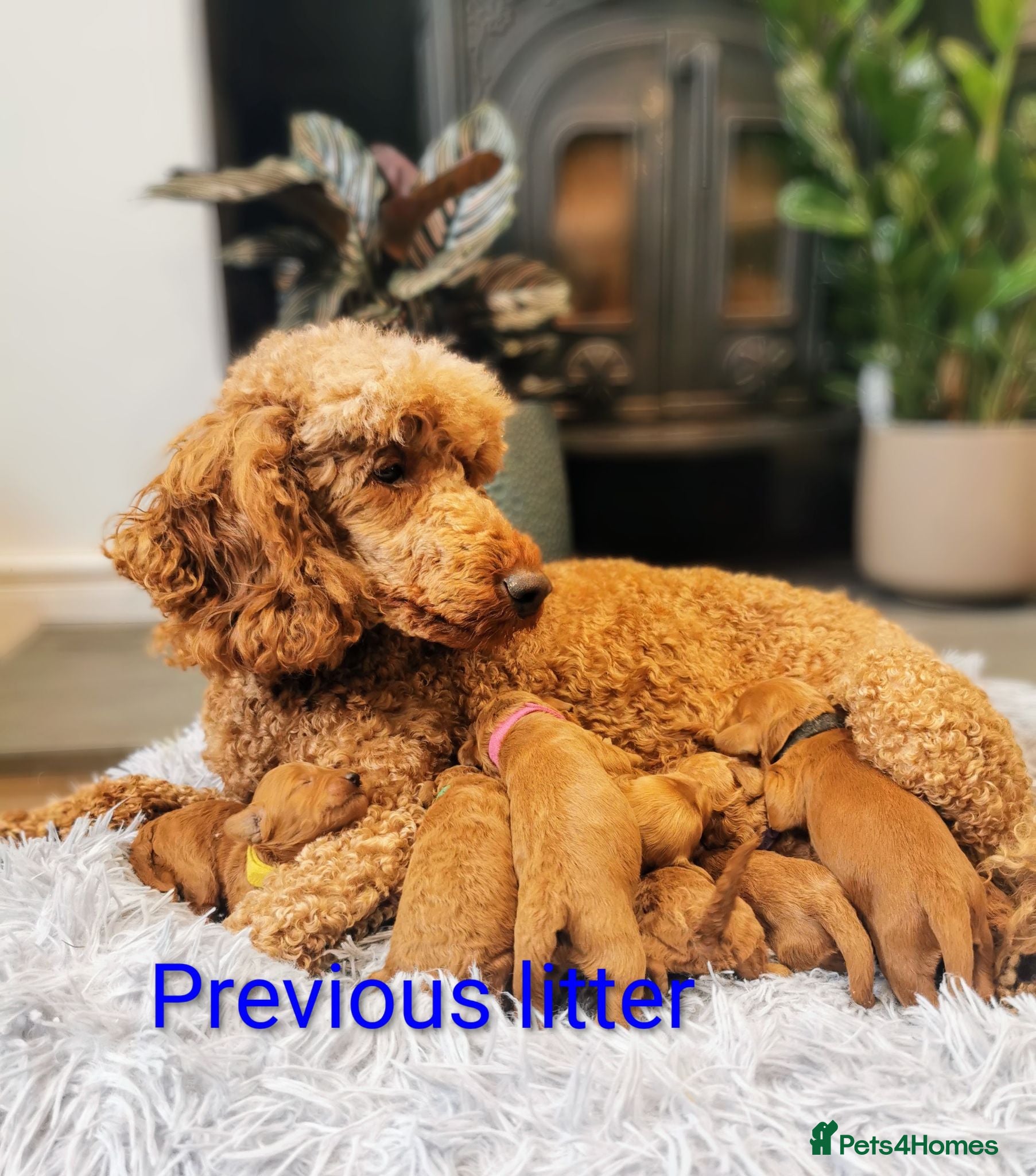 Labradoodle dogs F1 Labradoodles, extensively health tested!  - Advert 1