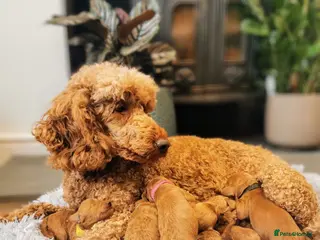 Labradoodle dogs F1 Labradoodles, extensively health tested! - Advert 4