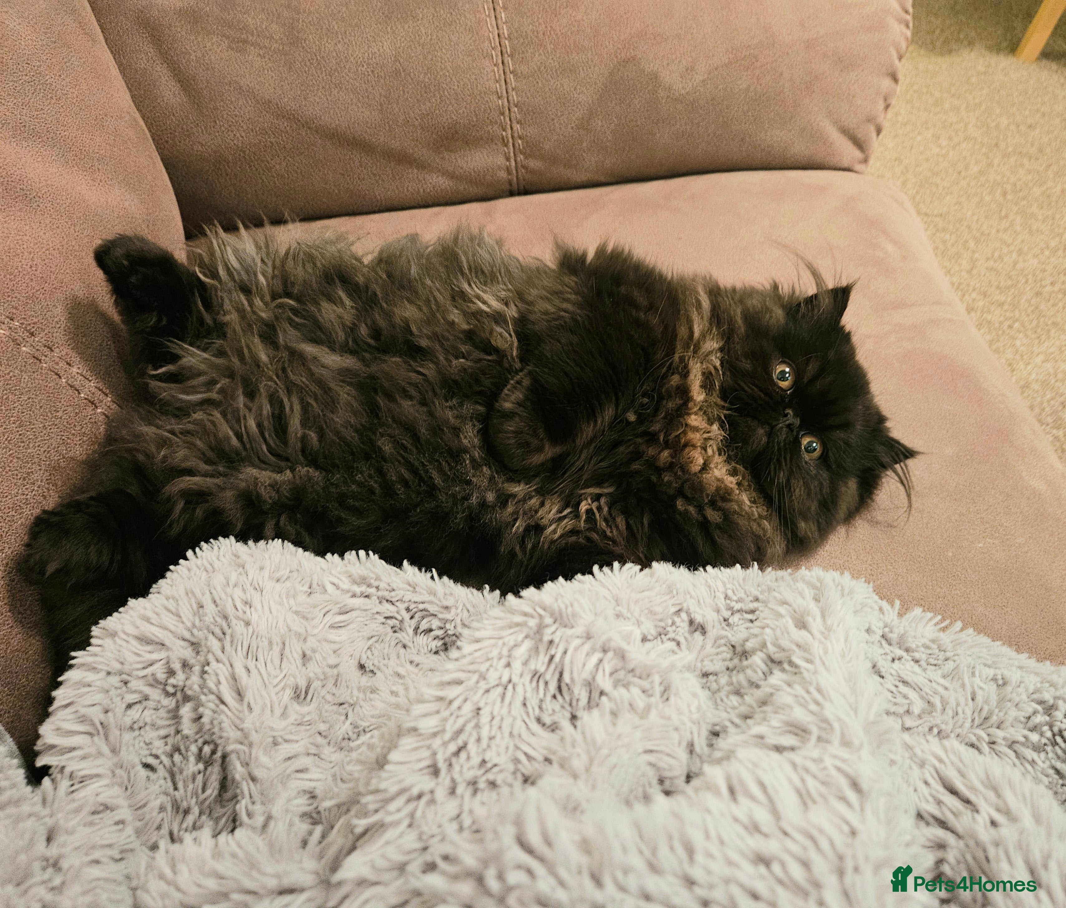 Persian cats Rare and Stunning Persian Girl  - Advert 5