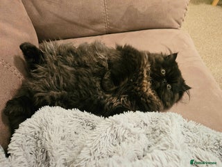 Persian cats Rare and Stunning Persian Girl - Advert 5