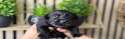 Labrador Retriever dogs for sale: Labrador puppies   - Advert 14