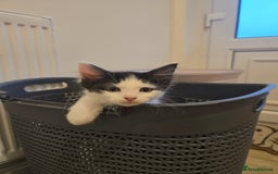 Mixed Breed cats for sale: Mixed breed male kittens  - Image 5
