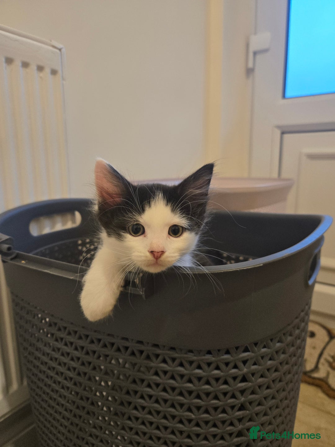 Mixed Breed cats for sale: Mixed breed male kittens  - Image 5