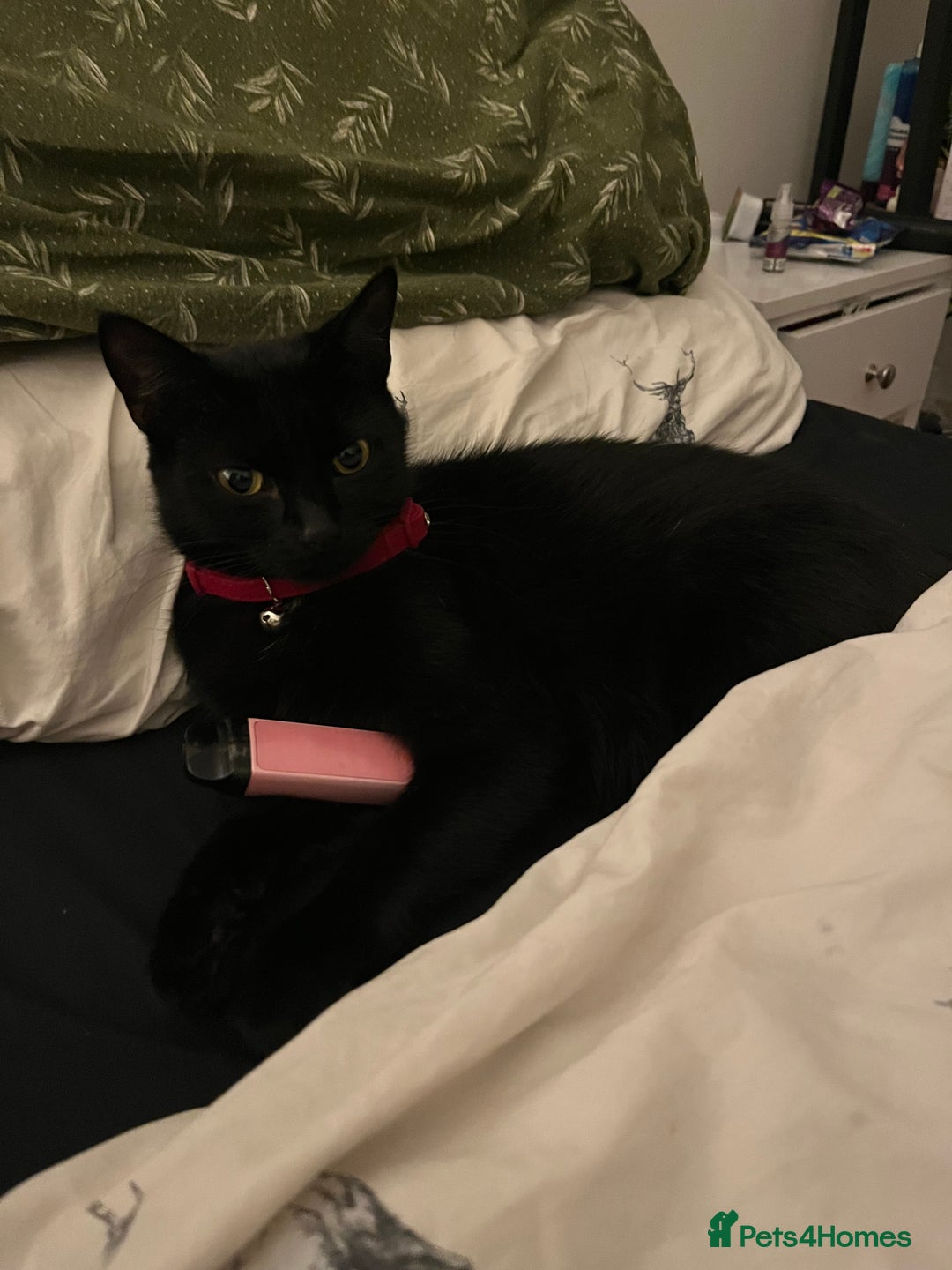 Bombay cats for sale: 2 female cats ******! - Image 4