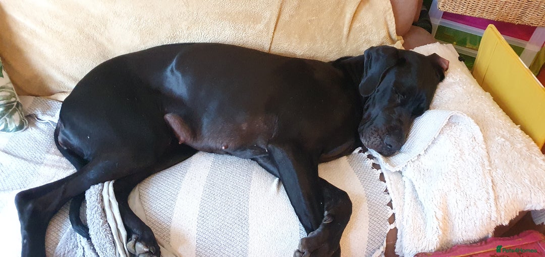 Great Dane dogs for sale: Great Dane Pet share  - Image 3